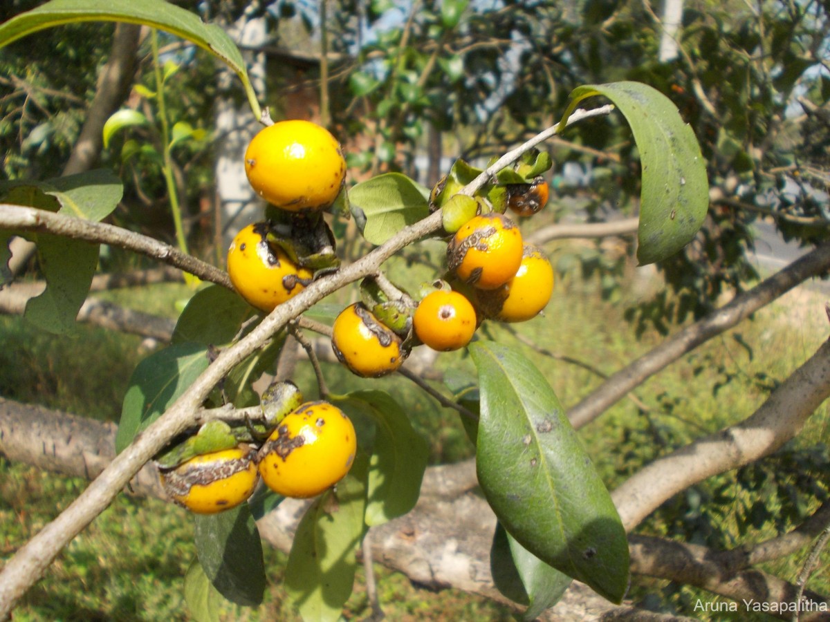 Diospyros montana Roxb.